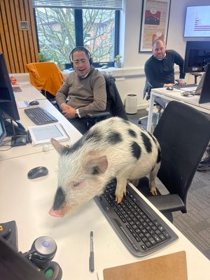 Kew Little Pigs' show pigs love to visit all kinds of locations - Animal News Agency 