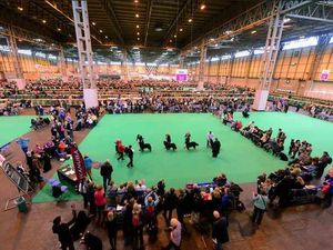 Supporting image for story: WATCH LIVE: Day two of Crufts 2016 at Birmingham's NEC