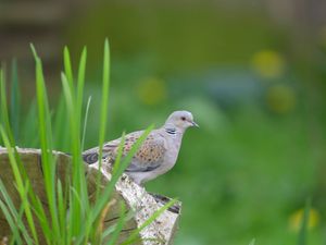 Supporting image for story: Farmland birds in severe decline and sharp drop in seabird numbers, figures show