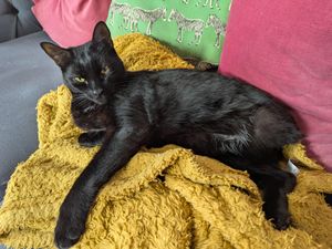 Hector, a black cat, lying on his side on a yellow blanket
