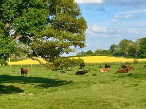 Supporting image for story: Future government 'must improve prospects and opportunities for rural communities and firms'