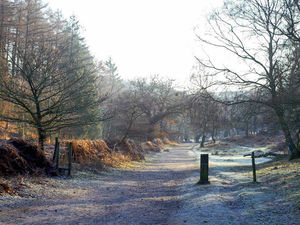 Supporting image for story: 100 sex pests on Cannock Chase each week