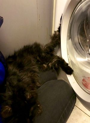 Sooty was found with one of his rear legs trapped in the hinges of the washing machine