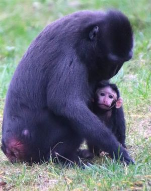 Supporting image for story