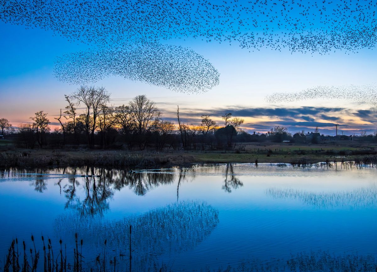 Spectacular Shropshire scenes as starlings murmurate at a landmark nature reserve