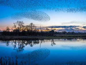 Supporting image for story: Spectacular Shropshire scenes as starlings murmurate at a landmark nature reserve