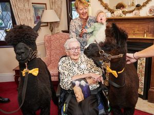 Supporting image for story: Former Bridgnorth teacher celebrates 105th birthday partying with alpacas