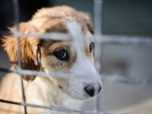 Supporting image for story: Prime Minister under pressure to explain role in Afghan animal airlift