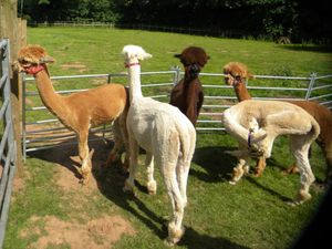 Supporting image for story: Alpaca-rearing business granted green light for permanent workers’ house