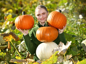 Supporting image for story: The best places to go pumpkin picking in Shropshire