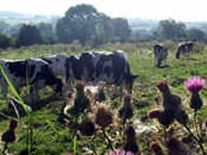 Supporting image for story: Relief as farm gets all clear