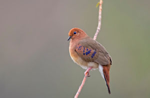 An adult blue-eyed ground dove. Picture: Ciro Albano