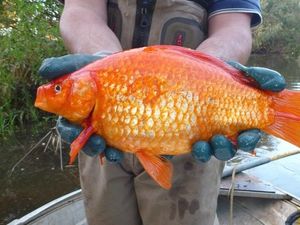 Supporting image for story: An ‘alarming’ discovery has been made about Australia’s monster goldfish