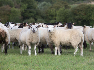 Supporting image for story: Forage supplement block doubles Daily Live Weight Gains (DLWG)