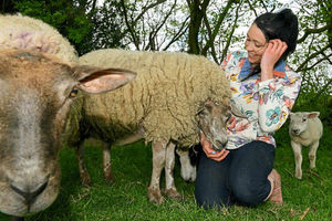 Supporting image for story: Montgomery farmer thinking of opening sanctuary for rescue sheep
