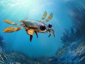 Supporting image for story: Strange Chimera crab sheds new light on crustacean evolution