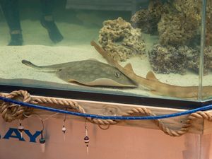 Supporting image for story: Stingray that got pregnant despite no male companion has died, aquarium says