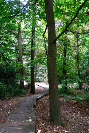 One of the 140 trees condemned with a red paintmark in Dale Coppice known as the Sabbath Walks.