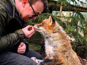Supporting image for story: 'He was the best boy': Emotional day for Telford zoo as beloved therapy fox dies aged 20