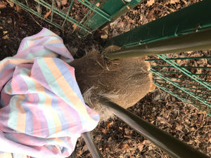 The roe deer was rescued by the RSPCA after getting trapped in railings around Smestow School, in Wolverhampton