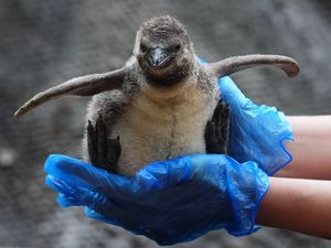 Supporting image for story: Penguin chicks ‘growing fast’ after arrival in safari park colony