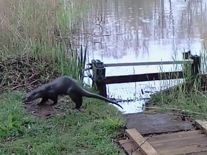 Supporting image for story: Otter caught out by clock change as park share's volunteer's stunning pics