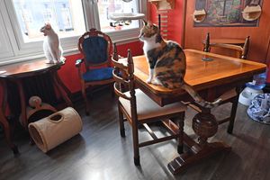 There's plenty of places to sit and meet the cats