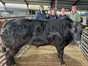 Supporting image for story: Heifers sell for up to £2,850 at Bishop's Castle sale 