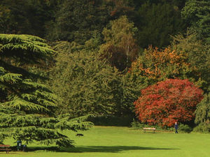 Supporting image for story: Appeal after body found in West Bromwich bushes