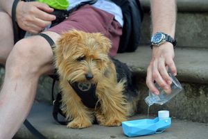 It’s hot out there and we all need a drink, especially if you are wearing a fur coat
