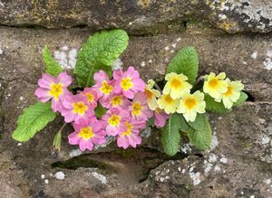 Elizabeth Toon – Self Seeders