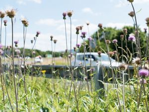 Supporting image for story: New wetland alongside A49 will filter water pollution and help wildlilfe