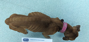 From above it was easy to see that Brindy was in poor condition and was severely underweight