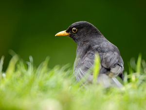 Supporting image for story: RSPB launches Breakfast Birdwatch for nature lovers in Shropshire and Mid Wales