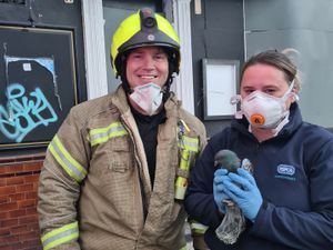 Supporting image for story: Trapped pigeon rescued from disused pub in Willenhall