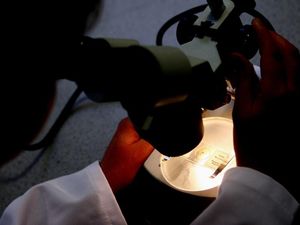 Supporting image for story: Gene-edited immune cells ‘attack and kill tumours’ in first US clinical trial