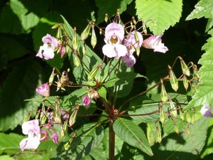 Supporting image for story: Pretty pink weed is choking the Shropshire countryside