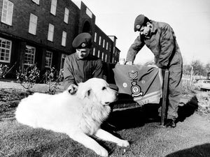Supporting image for story: A reader’s anger over ‘double standards’ in animal welfare laws - your letters, plus RAF Cosford bids farewell to Ben the dog mascot in a picture throwback