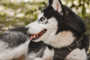 Husky