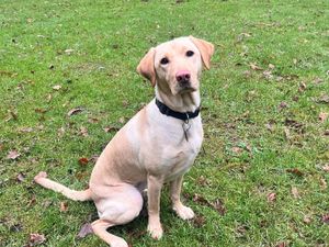 Supporting image for story: Let’s catch up with Bliss and Huw, who are training to be guide dogs in Shrewsbury
