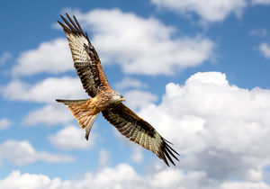 Red Kite by Trevor Swan - first place in the Intermediate Section