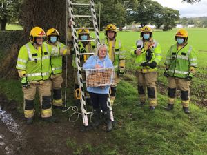 Supporting image for story: Cat rescued from tree after getting stuck for three days