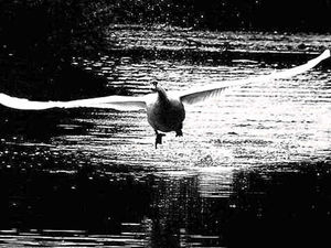 Supporting image for story: Swan's river take-off sees John snap up £100 Star Witness prize