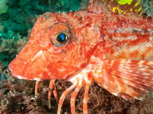 Supporting image for story: ‘Weird’ walking fish could shed light on how humans evolved to stand upright