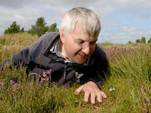 Supporting image for story: Prees reserve's silver-studded blue bucks the butterfly trend