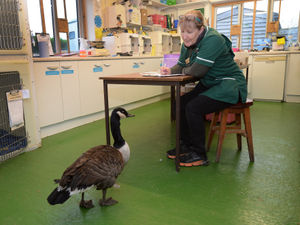Supporting image for story: 'Another worrying year': Shropshire wildlife rescue centre desperate for support