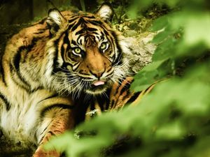 Supporting image for story: Happy birthday Daseep! Marmite treat for Dudley tigress turning eight