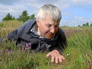 Supporting image for story: Rare butterfly thrives on county heathland