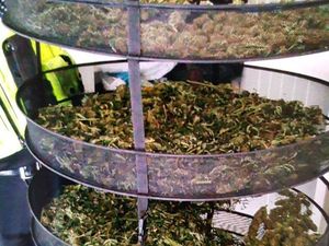 Supporting image for story: Two men arrested after cannabis raid in Oldbury