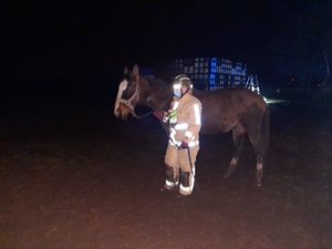 Firefighters were called to help a horse up after it fell in a field. Pic: @TomHatfieldRE